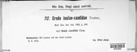 Uredo inulae-candidae image